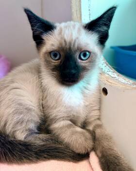 Siamese Cats Available for Adoption in Oakland, California - Berlin | PetCurious