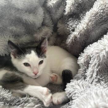 Faith -  Domestic Short Hair Cat for Adoption in Washougal, Washington - Faith | PetCurious