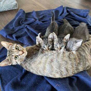 September -  Domestic Medium Hair Cat for Adoption in Oak Ridge, Tennessee - September | PetCurious