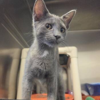 Fleece -  Domestic Short Hair Cat for Adoption in Rock Falls, Illinois - Fleece | PetCurious