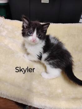 Rescue Domestic Short Hair Cats for Adoption in Oak Park, Michigan - Skyler | PetCurious
