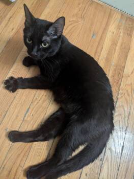 Domestic Short Hair Cats Available for Adoption - Moxie | PetCurious