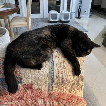 Domestic Short Hair Cats Available for Adoption - Binky | PetCurious