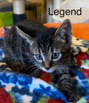 Legend -  Domestic Short Hair Cat for Adoption in Magnolia, Texas - Legend | PetCurious