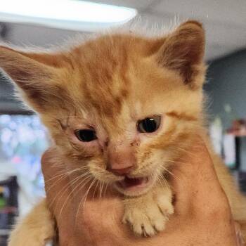 Domestic Short Hair Cats Available for Adoption in Corsicana, Texas - Saturn K46659 | PetCurious