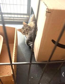 Jasmine -  Domestic Short Hair Cat for Adoption in Hobart, Indiana - Jasmine | PetCurious