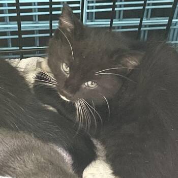 1463-C26 -  Domestic Short Hair Cat for Adoption in Port Charlotte, Florida - 1463-C26 | PetCurious