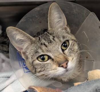 Domestic Short Hair Cats Available for Adoption in Chula Vista, California - A271622 | PetCurious