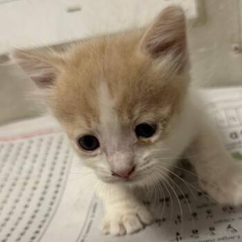 Samuel -  Domestic Short Hair Cat for Adoption in Yuma, Arizona - Samuel | PetCurious