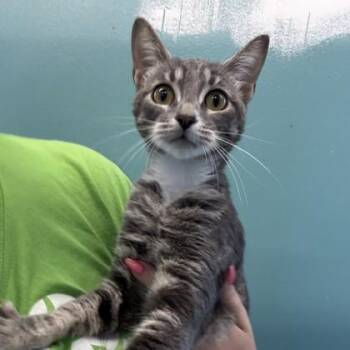 Domestic Short Hair Cats Available for Adoption in New Orleans, Louisiana - Sammy (PetSmart Claiborne) | PetCurious