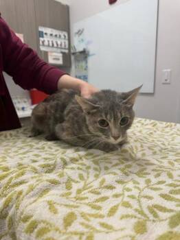 Emily Dickinson -  Domestic Short Hair Cat for Adoption in Kansas City, Missouri - Emily Dickinson | PetCurious