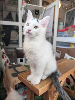 Gary -  Domestic Long Hair and Ragdoll Cat for Adoption in Beaverton, Oregon - Gary | PetCurious