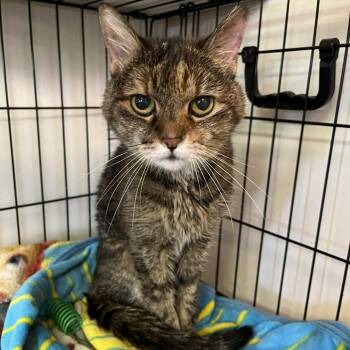 Domestic Short Hair Cats Available for Adoption in Las Vegas, Nevada - Kea | PetCurious