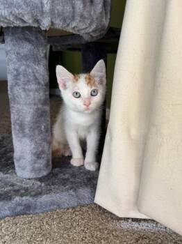 Skimbleshanks (Bonded to Mungojerrie) -  Domestic Short Hair Cat for Adoption in Wheaton, Illinois - Skimbleshanks (Bonded To Mungojerrie) | PetCurious