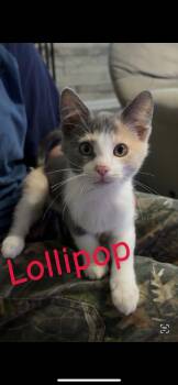 Lollipop -  Domestic Short Hair Cat for Adoption in Mokena, Illinois - Lollipop | PetCurious
