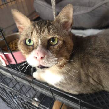 Biggie Smalls -  Tabby Cat for Adoption in Ocala, Florida - Biggie Smalls | PetCurious