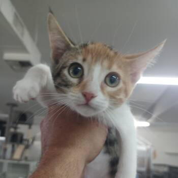 Rescue Domestic Short Hair Cats for Adoption in Hemet, California - Pori | PetCurious