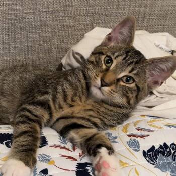 Marco  -  American Shorthair Cat Available for Adoption in Absecon, New Jersey - Marco  | PetCurious