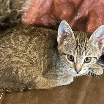 Sonic -  Domestic Short Hair Cat for Adoption in Webster, Texas - Sonic | PetCurious