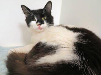 Domestic Short Hair Cats Available for Adoption in Oklahoma City, Oklahoma - BREEZE | PetCurious