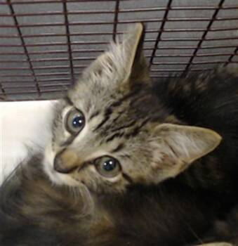 MARCEL -  Domestic Short Hair Cat for Adoption in Doral, Florida - MARCEL | PetCurious