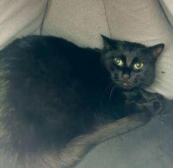 Domestic Short Hair Cats Available for Adoption - Love Bug | PetCurious