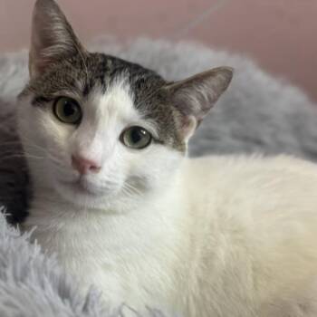 Rescue Domestic Short Hair Cats for Adoption in Los Angeles, California - Glimmer | PetCurious