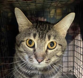 THOMAS -  Domestic Short Hair Cat for Adoption in Indianapolis, Indiana - THOMAS | PetCurious