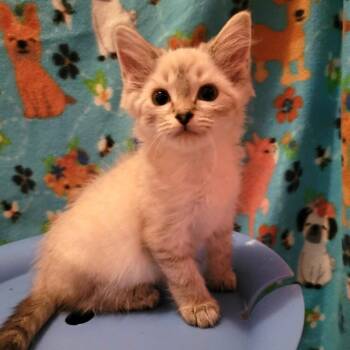 Stuffy -  Siamese and Domestic Medium Hair Cat for Adoption in Candler, North Carolina - Stuffy | PetCurious