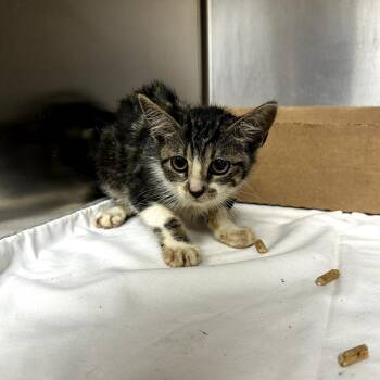 Kate -  Domestic Short Hair Cat for Adoption in Donalsonville, Georgia - Kate | PetCurious