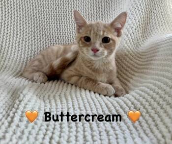 Buttercream -  Domestic Short Hair Cat for Adoption in Copley, Ohio - Buttercream | PetCurious