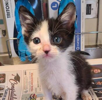 DERRICK -  Domestic Short Hair Cat for Adoption in San Antonio, Texas - DERRICK | PetCurious