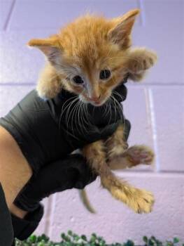 61843645 -  Domestic Short Hair Cat for Adoption in El Paso, Texas - 61843645 | PetCurious