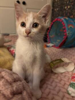 Lamine -  Domestic Short Hair Cat for Adoption in Arthur, Ontario - Lamine | PetCurious