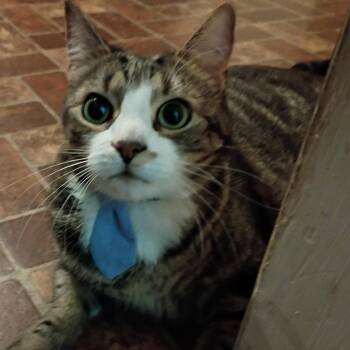 Domestic Short Hair Cats Available for Adoption - Roco | PetCurious