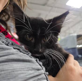 XBox -  Domestic Medium Hair Cat for Adoption in Buford, Georgia - XBox | PetCurious