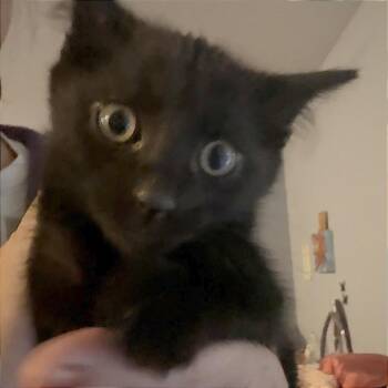 Potato -  Domestic Short Hair Cat for Adoption in Wichita, Kansas - Potato | PetCurious