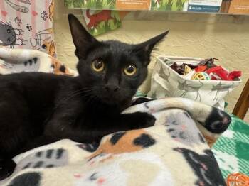 Gizmo -  Domestic Short Hair Cat for Adoption in Parlier, California - Gizmo | PetCurious