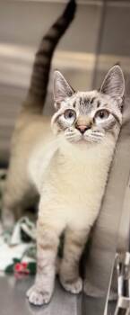 Florida -  Domestic Short Hair Cat for Adoption in Columbus, Nebraska - Florida | PetCurious