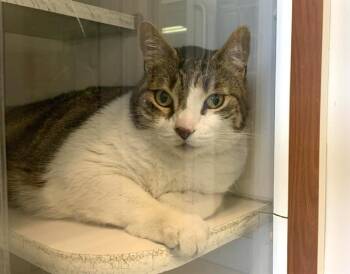 Rescue Domestic Short Hair Cats for Adoption in Doral, Florida - TATER | PetCurious