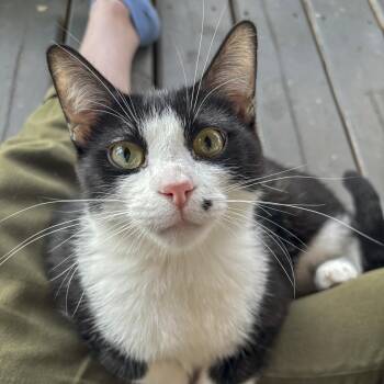 Billy -  Domestic Short Hair Cat for Adoption in Lone Rock, Wisconsin - Billy | PetCurious