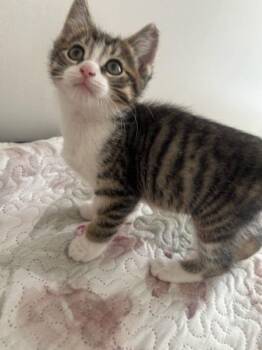 Chandler -  Domestic Short Hair Cat for Adoption in Cleveland, Ohio - Chandler | PetCurious