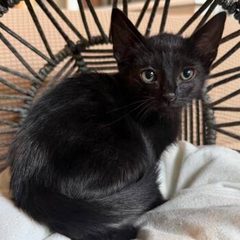 Linguine -  Domestic Short Hair Cat for Adoption in Lewisville, Texas - Linguine | PetCurious