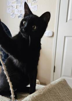 Rescue Domestic Short Hair Cats for Adoption in Novato, California - Rudy & Rio | PetCurious