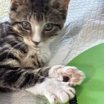 Singleton -  Domestic Short Hair and Tabby Cat for Adoption in Roslyn Heights, New York - Singleton | PetCurious