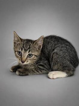 Chicken -  Domestic Short Hair Cat for Adoption in Bowling Green, Kentucky - Chicken | PetCurious