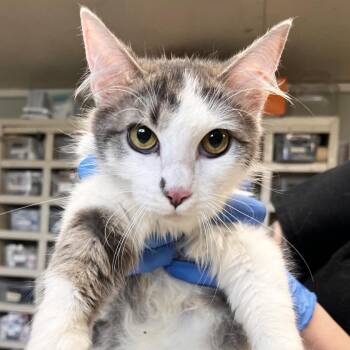Mama Sha-La -  Domestic Medium Hair Cat for Adoption in Mt. Juliet, Tennessee - Mama Sha-La | PetCurious