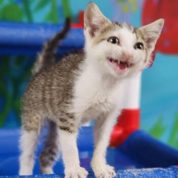 Squishy Britches -  Domestic Short Hair Cat for Adoption in Dixon, Illinois - Squishy Britches | PetCurious