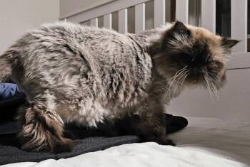 Rescue Himalayan Cats for Adoption in Kenosha, Wisconsin - SARAPHINA | PetCurious