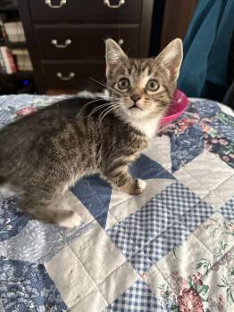 Domestic Short Hair Cats Available for Adoption - Icicle | PetCurious